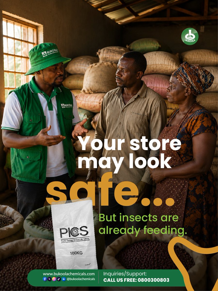 BukoolaChemical's tweet photo. Your storage room may look secure, but insects could already be feeding inside your harvest. Don't let hidden pests quietly reduce your profits. Protect your grain with PICS Bags.
#BukoolaChemicals #PICSBags #PostHarvestProtection #InvisibleLosses #GrainStorage #NTVUganda https://t.co/QGCcma09lF