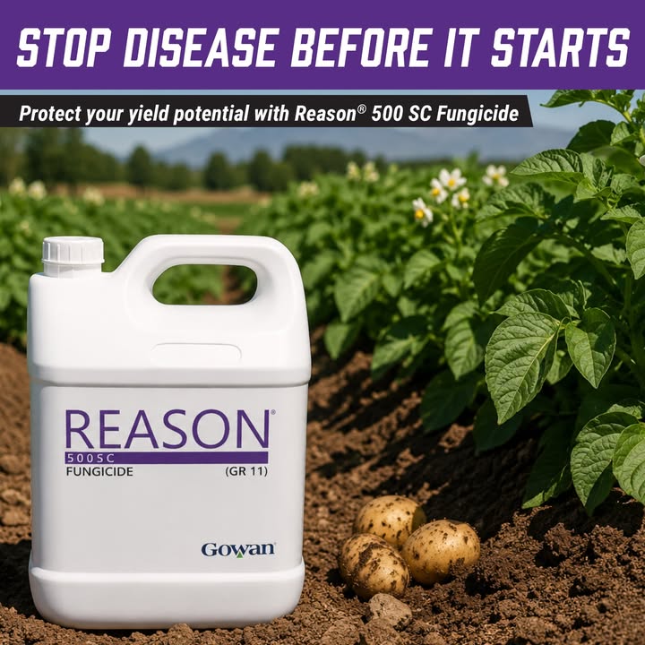 gowancanada's tweet photo. There's a Reason® growers rely on Reason® 500 SC.

When disease threatens yield potential, Reason® helps protect what matters most.

From blight management in potatoes to downy mildew control in cucurbits, cole crops, and bulb vegetables, Reason® provides dependable protection with:

✔ Direct spore-killing activity
✔ Strong residual performance
✔ Protection of expanding leaf tissue
✔ Flexible integration into resistance management programs

Protect your crop before disease gains a foothold.

Stop disease before it starts.