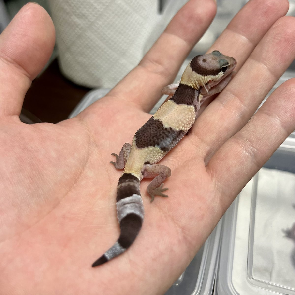 totomarugecko's tweet photo. チビ特有の淡さっていいよな〜☺️ https://t.co/nOHGekezGN