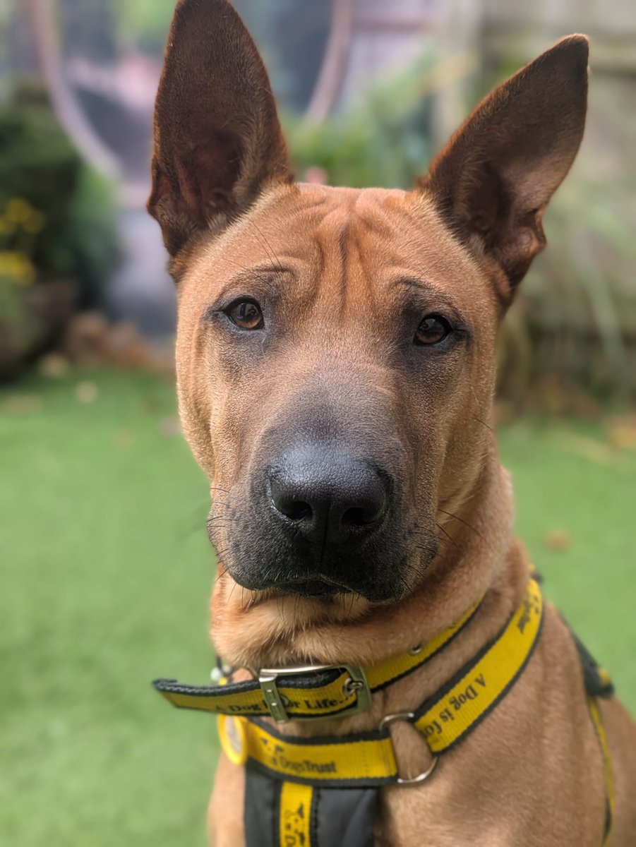 DT_WestCalder's tweet photo. Peek-a-boo from Mallow! 🤭

Mallow is a gorgeous, loving boy who loves nothing more than being around his people! He enjoys playing with his toys and having a run around in the garden 💛

Could you give Mallow his forever home? Apply here 👉https://t.co/tSGnskZF42 https://t.co/zwAwDKyW9Z