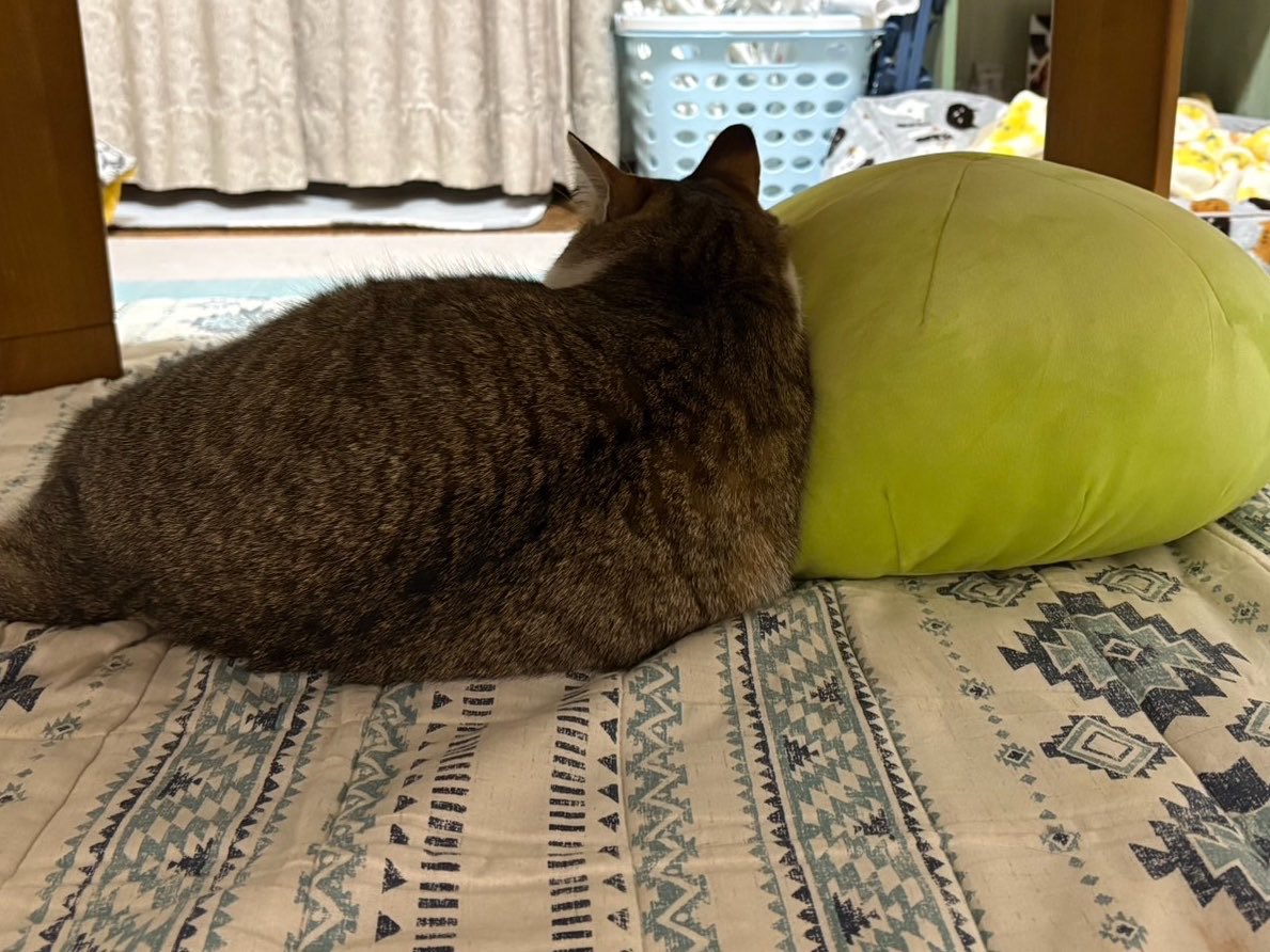 Sandora_0320's tweet photo. おやすにゃさい💤

#今日のおココ #白黒ハチワレ 
#今日のむぎちゃん #キジ白
#猫 https://t.co/UUQPLcuSXg
