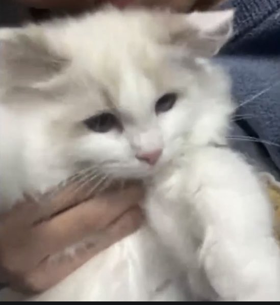 再び休憩中( ͜🍘 ・ω・) ͜🍵 しらすの下僕は何をやってんだろ