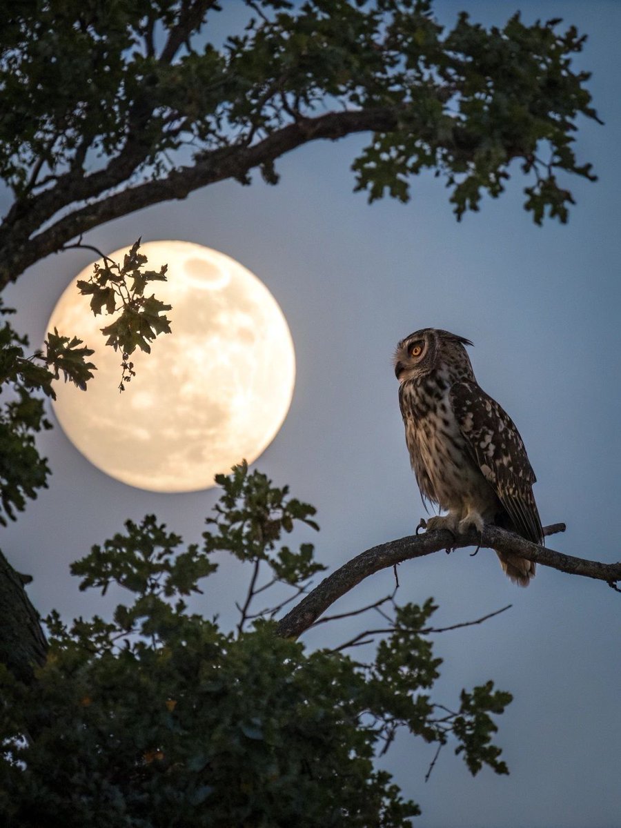 ramblingsloa's tweet photo. Yesterday I was clever, so I wanted to change the world. 
Today I am wise, so I am changing myself.

Rumi https://t.co/6AWiDB4tlp