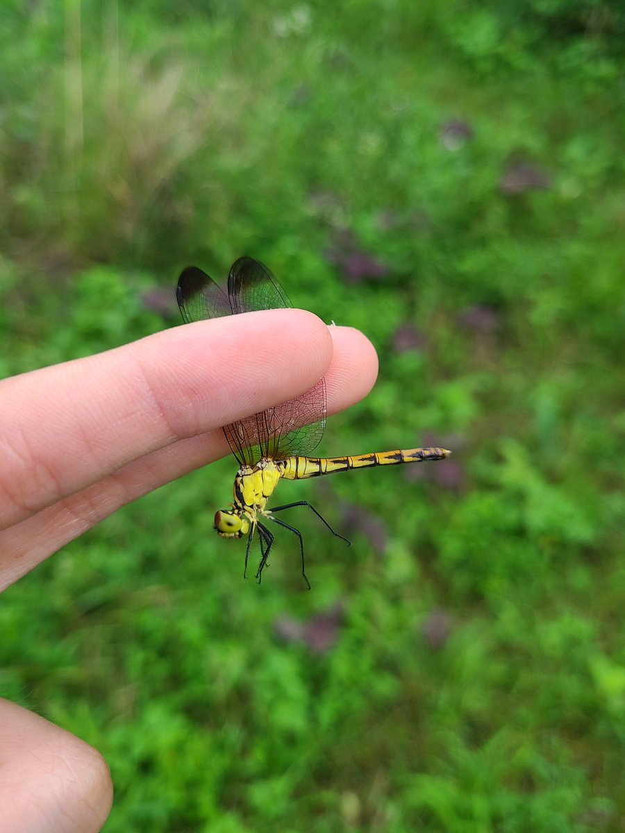K_insectlover's tweet photo. 今日も黄昏採集をしに行きましたが、ヤブもマルタンも高すぎて全く歯が立ちませんでした😭

結局黄昏はボウズでしたが、謎のヤンマを数個体見たので近いうちに仕留めたいです。

1枚目　#キアゲハ
2枚目　#リスアカネ ？or #コノシメトンボ ？ https://t.co/IAVCkKne9Y