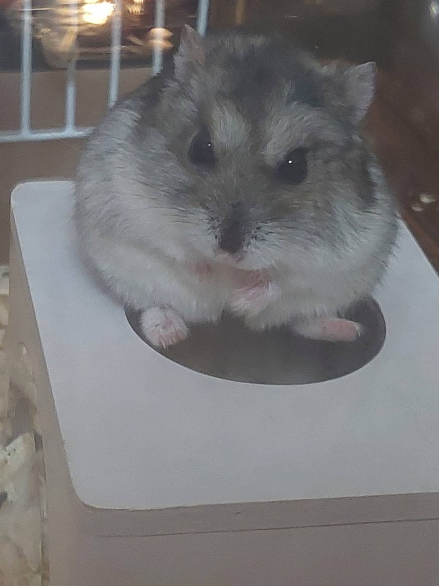 tkplkp's tweet photo. ハムスターのスクイーズと
同じポーズで座るうちのハムスター🐹 https://t.co/OkBoaRsGEi