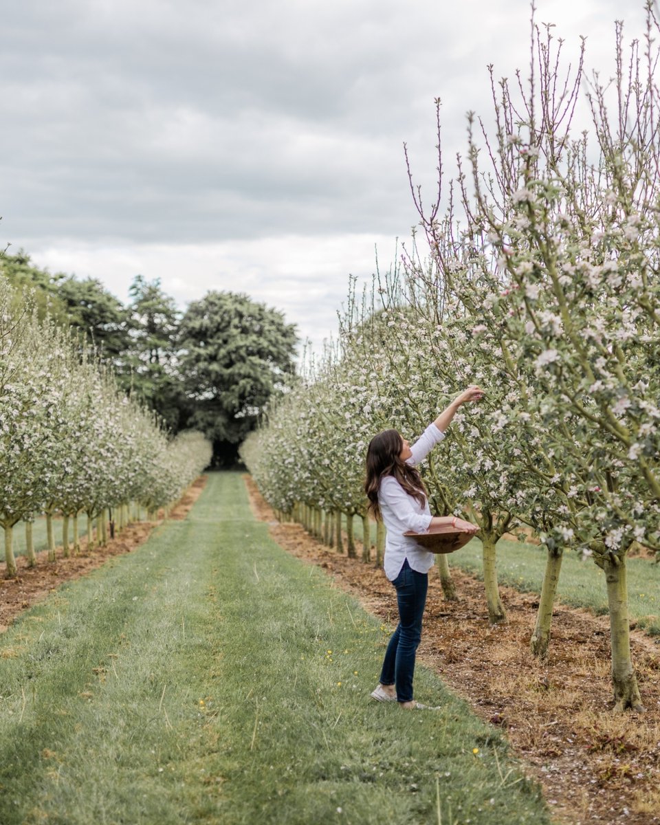 Silksgin's tweet photo. Silks Irish #Gin's signature botanicals are hand harvested from the Cooney family's apple orchards, apple blossom from the trees, #honey from the bees & elderflower & hawthorn blossom from the hedgerows. Find out more about this award-winning #IrishGin at https://t.co/3nNP75LFAZ https://t.co/qDKlG5AxY2
