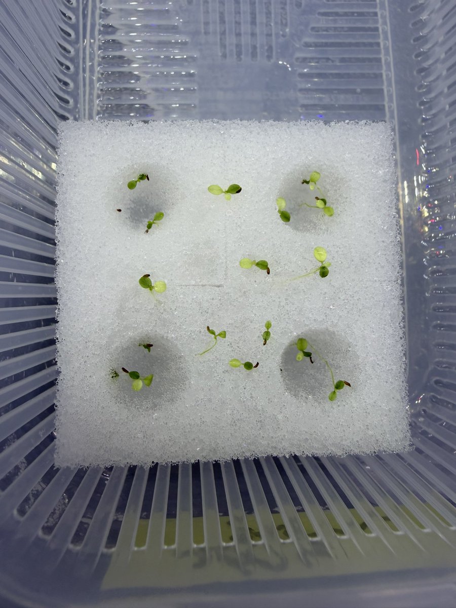 Buce1293588's tweet photo. 7/7 #bucephalandra 実生 https://t.co/tnIOU0VhY4