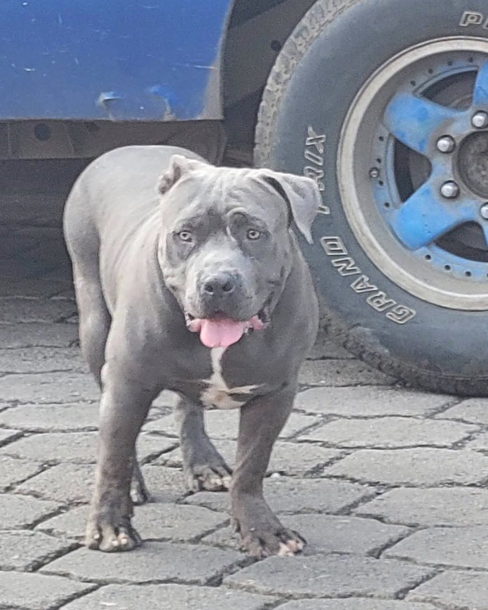 lyssitta's tweet photo. SERVICIO SOCIAL✅️
#REPORTAN ⚠️
SE BUSCA A SU FAMILIA 📣 
AHUACHAPAN CENTRO 📍

Este perrito anda sobre la calle adoquinada en el barrio San José. 
Está desorientado.
Es mansito..

No ha contacto 📵 https://t.co/DLjwiiwnBj