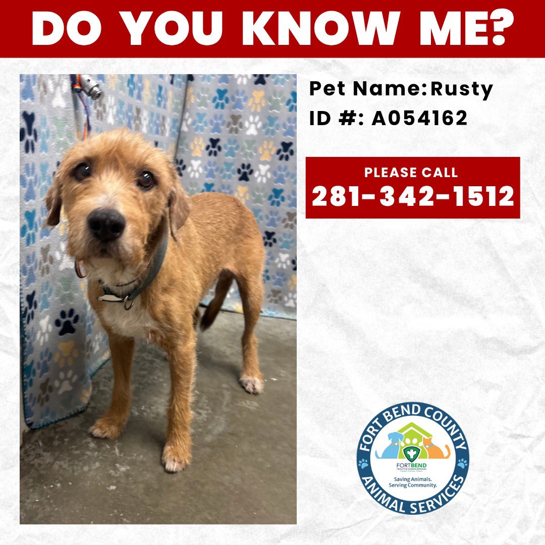 FBCASTX's tweet photo. Do you know me? 

We're calling this cutie Rusty. He was found 6200 block of FM 1464 in Richmond yesterday. 

Rusty was wearing a collar, but it unfortunately had no owner information on it. He also has a microchip, but sadly it's unregistered. We're hoping the power of social https://t.co/IVRY5h6CoY