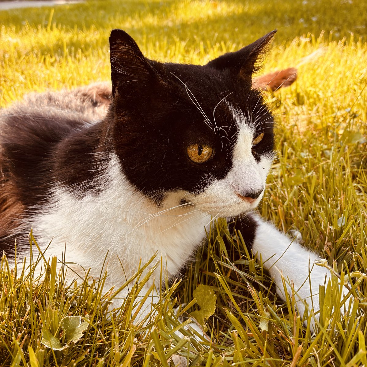 AWEichenlaub's tweet photo. This cat wandered around the corner the other day. After spending time in my dog’s mouth, he… was just kinda chill about it.

And he’s fine. Not really intimidated at all.

Anyway, I’m looking for good metaphors for Minnesota this year so let me know if you think of one. https://t.co/jMHISNOqm5