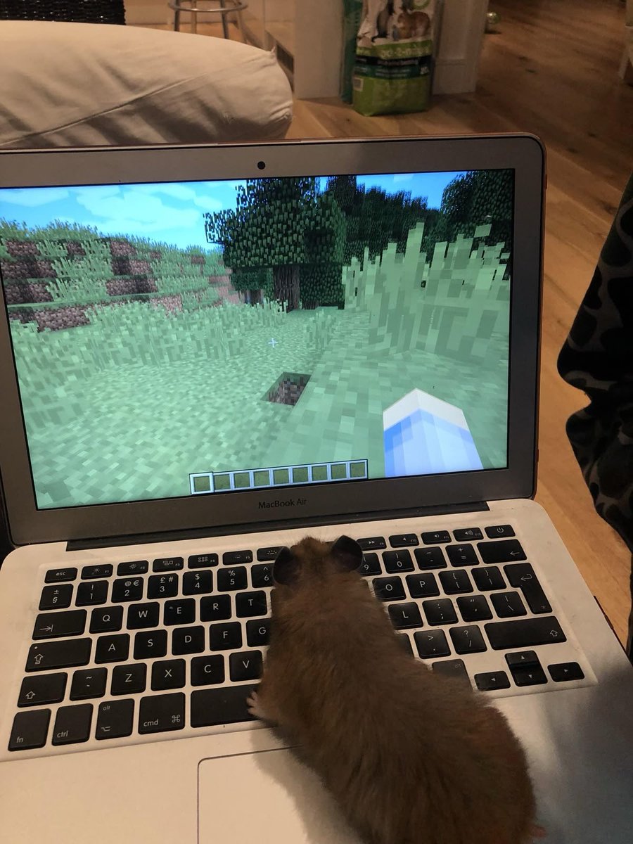 smallishbeans as hamsters tweet media