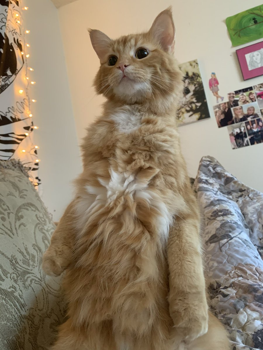 Early0nset's tweet photo. my anti suicide cat I got at 18 https://t.co/HTGSkpxD6N