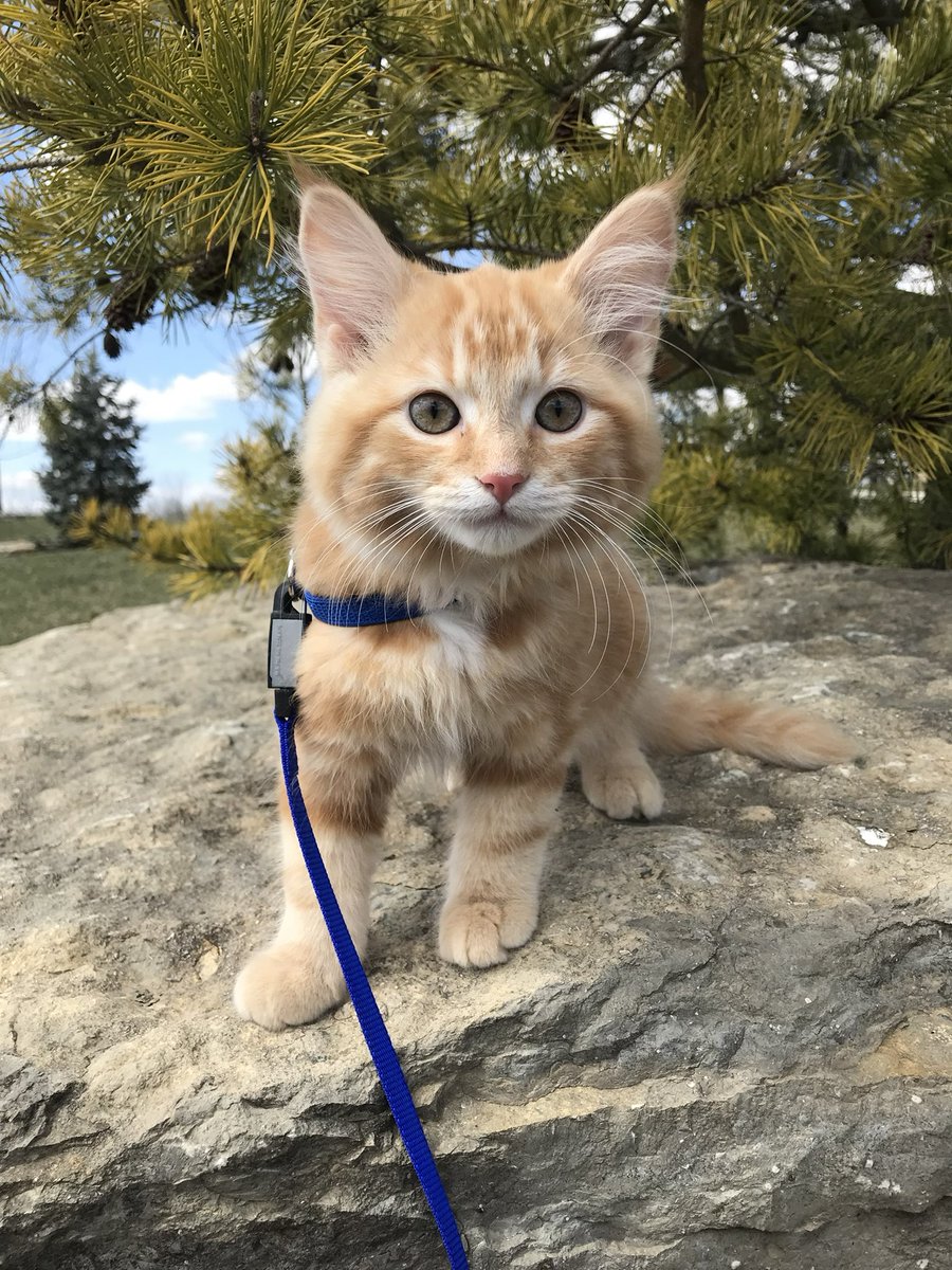 Early0nset's tweet photo. my anti suicide cat I got at 18 https://t.co/HTGSkpxD6N