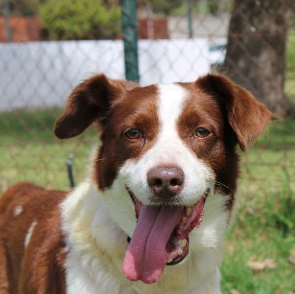 SosAbuelos1's tweet photo. #CÁDIZ
#ROBY tiene 9 años y medio; acabó en la perrera de la mano de su dueño
Todavía se está conociéndolo y descubriendo su personalidad, pero sí se sabe que es un perro mayor que merece cariño y una familia donde sentirse seguro
Contacto: sosperreradelosbarrios@hotmail.com https://t.co/84wDOwfVtD