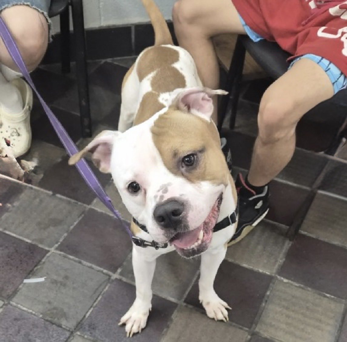 MoishesMom's tweet photo. 🚨 🆕 Dumped Pibble 💉🎯NYC 🚨

Billy Bob is a 1️⃣ year old gent who is being surrendered by his 🗑️ humans 5️⃣ days ago to the Manhattan Pound in NYC….he’s 5️⃣0️⃣ pounds

Billy Bob’s Bio ℹ️ 🔗 ⬇️

https://t.co/prtpXu3CDr

Billy Bob looks like such a happy boy…let’s get him out before he declines and they kill this Gorgeous Pibble boy 🙏🏻💞🙏🏻   ✍️ a DM to 
@notthesameone2 and apply for him