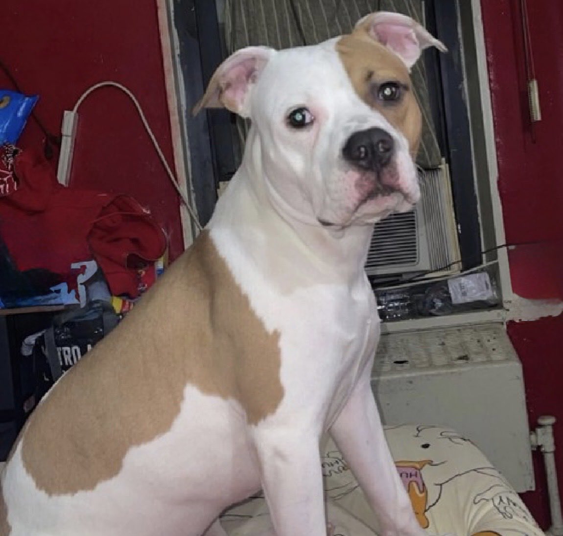MoishesMom's tweet photo. 🚨 🆕 Dumped Pibble 💉🎯NYC 🚨

Billy Bob is a 1️⃣ year old gent who is being surrendered by his 🗑️ humans 5️⃣ days ago to the Manhattan Pound in NYC….he’s 5️⃣0️⃣ pounds

Billy Bob’s Bio ℹ️ 🔗 ⬇️

https://t.co/prtpXu3CDr

Billy Bob looks like such a happy boy…let’s get him out before he declines and they kill this Gorgeous Pibble boy 🙏🏻💞🙏🏻   ✍️ a DM to 
@notthesameone2 and apply for him