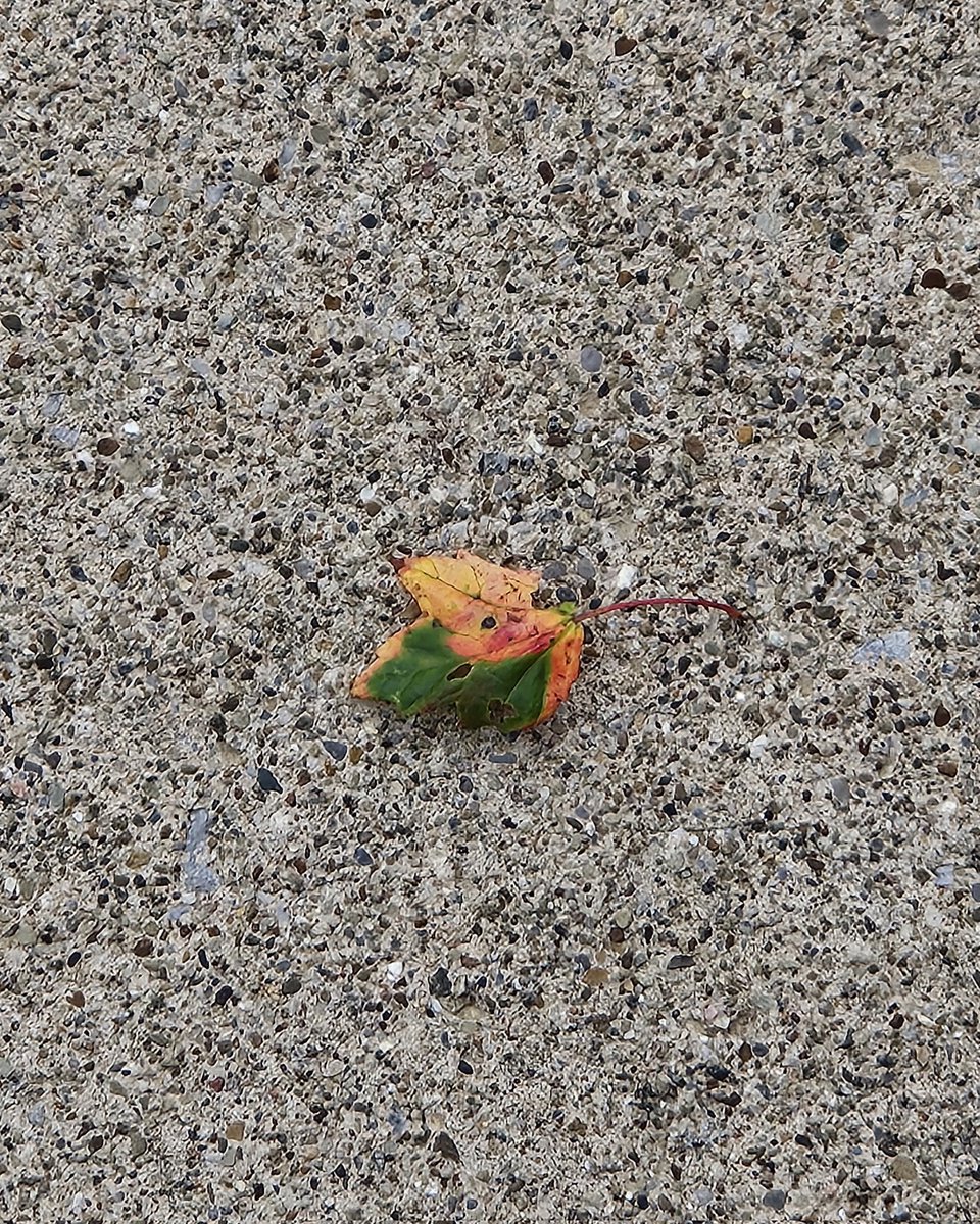 GuidoYoder's tweet photo. Early Fall? https://t.co/J0ecVZ9Anj