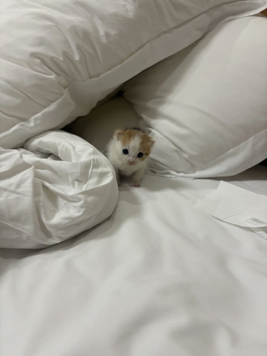 catsloversclubx's tweet photo. I built myself a blanket fort. Please don't disturb me. 🤍 https://t.co/mlLvg3ggiP