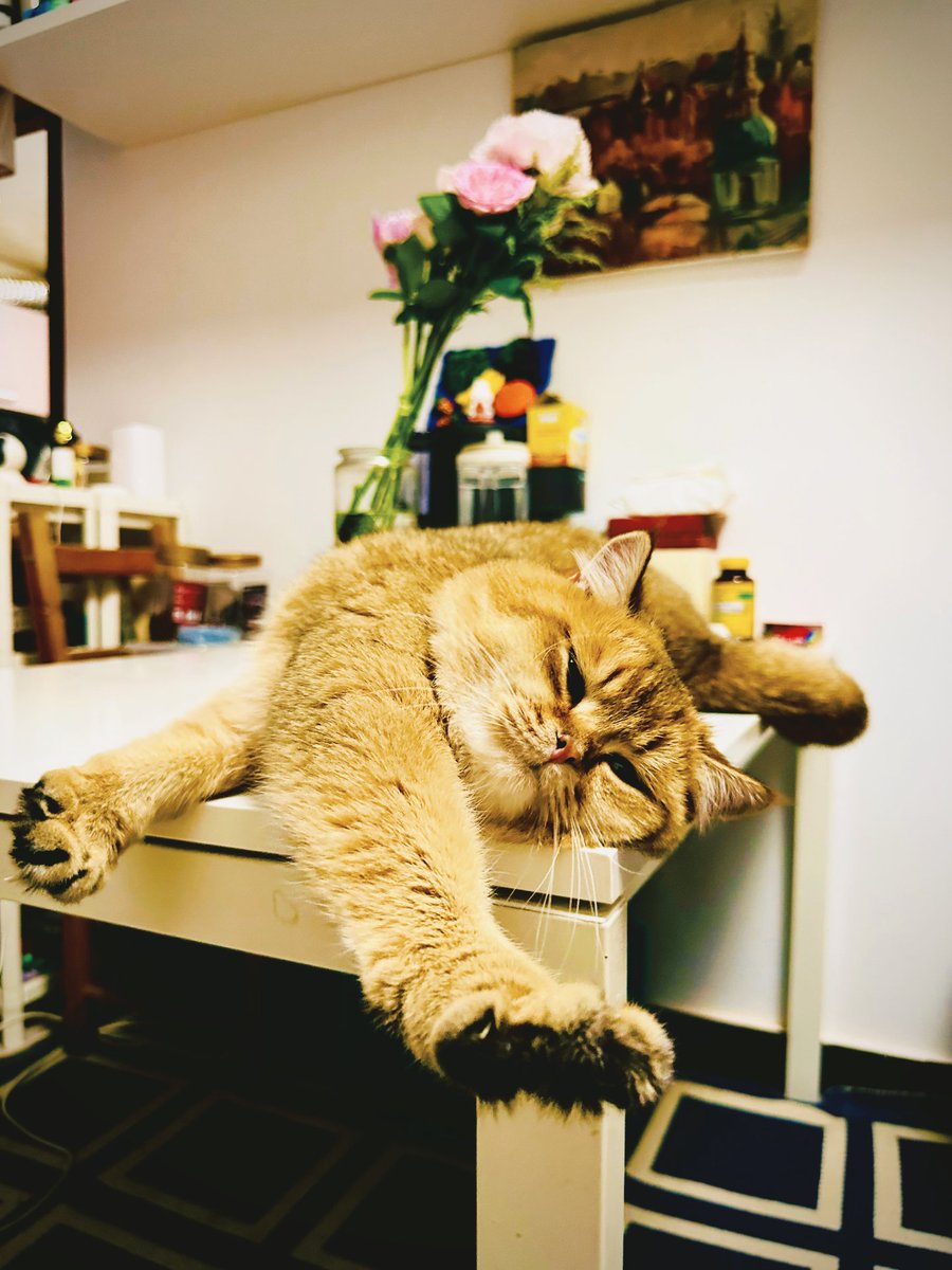 CherylLync1lxr's tweet photo. Cozy Sunday at home: baking warm cookies, soft jazz playing, and my cat napping on the windowsill. No plans needed, just quiet little joys.， https://t.co/ZHC8lNfaXO