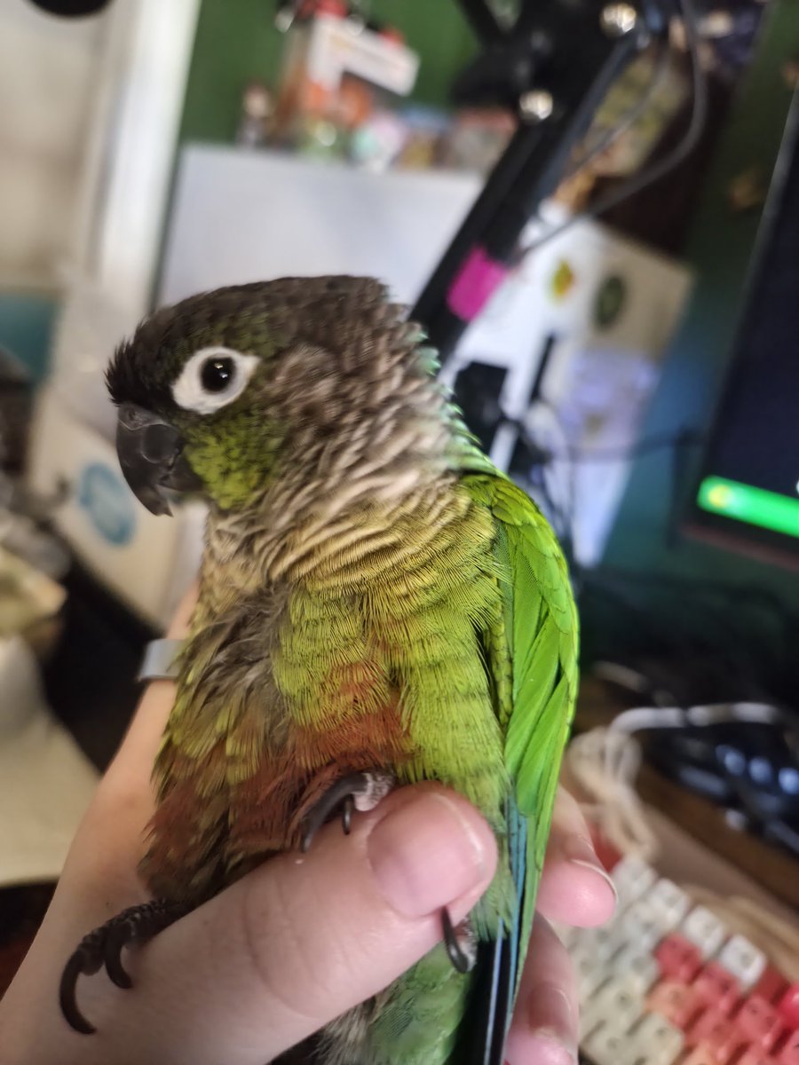Pidgeonotte's tweet photo. Morning cuddles must happen before workout. Not my rule. https://t.co/96JFyfS6Fc