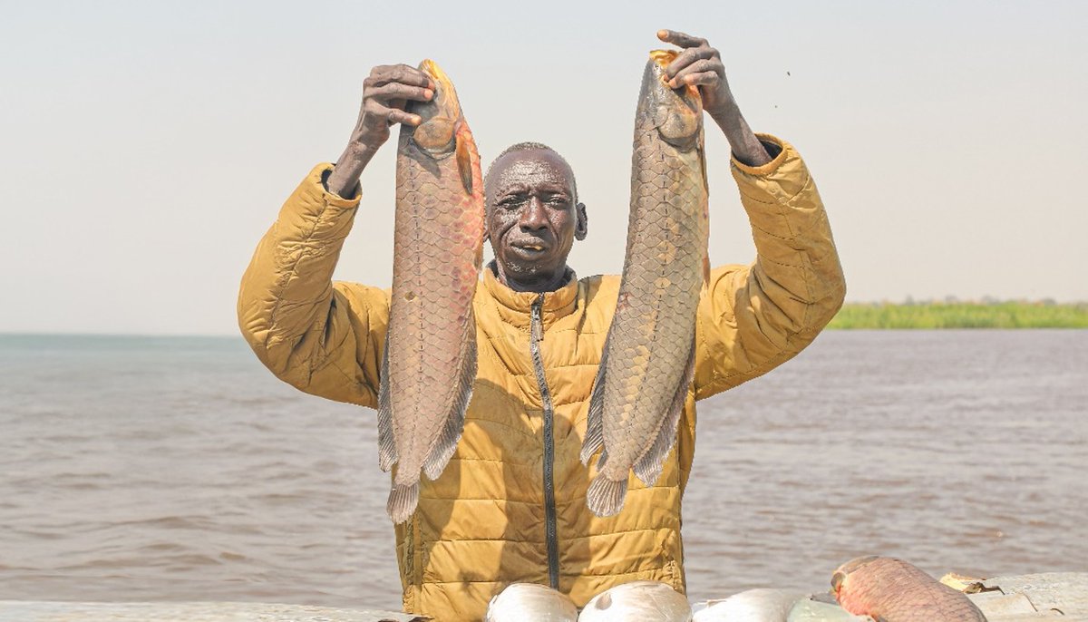 UKinSouthSudan's tweet photo. On #InternationalDayOfCooperatives, we celebrate cooperatives building resilient livelihoods across South Sudan. Through the UK-funded THRIVE programme, farmers, fisherfolk and livestock keepers are accessing new opportunities. 🇬🇧🤝🇸🇸 #CoopsDay #THRIVE #UKAid https://t.co/gAvSAT2BSV