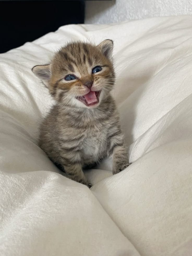 Cat tweet media