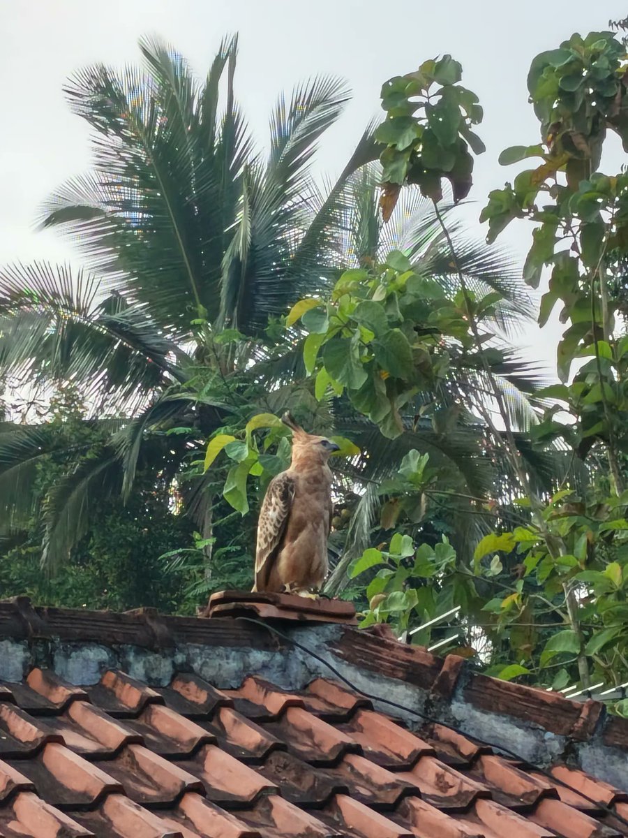 sukmaidoo's tweet photo. ini elang atau garuda gaes? https://t.co/roHXMCsyyZ