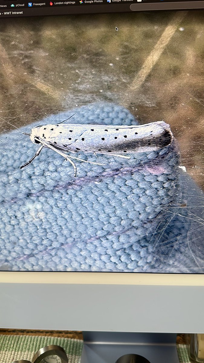 Barnabybriggs's tweet photo. @MOTHIDUK any chance this can be identified to species ? I had loads of Apple/Orchard/etc but this one stood out. https://t.co/CyrxupKIFb