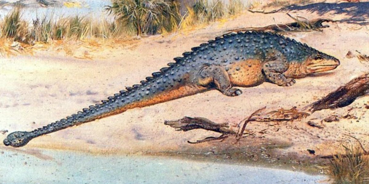 cmkosemen's tweet photo. A big fan of the 1950s-era "big lizard with a club" reconstruction of 'Ankylosaurus'... I wish something like this really existed. https://t.co/8od3CU45kT