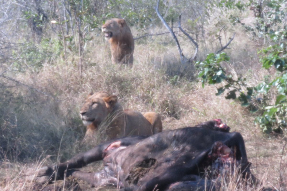 EdwardthembaSa's tweet photo. Phalaphatically,they’ve dealt with the buffalo nicely…After all,it’s survival of the fittest…
#Myoffice
📍KNP https://t.co/PMEjJIuM0Y
