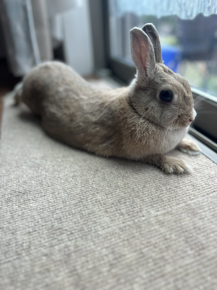 369milkrabbit's tweet photo. 今日は病院で疲れちゃったね。
爪切りで足の毛も切れて、なんだか形が変わってた。
にしても、病院から帰った時は震えてるような浅い呼吸で心配だった。私が爪切りできたらいいんだけど…かかりつけあった方がいいから仕方ないと言えど心配になる震えっぷりだった。 https://t.co/UdQVG2vBZM