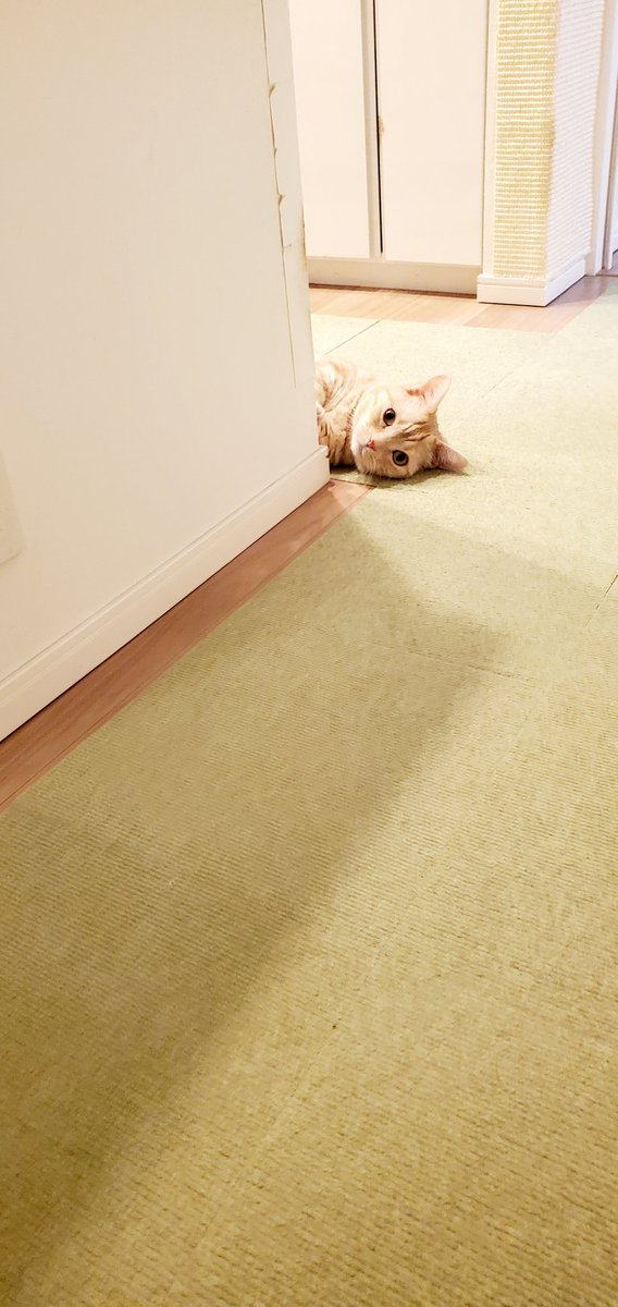 harutarou190826's tweet photo. 20260515
おなかがすいたと訴えている猫
#猫 #猫のいる暮らし #cat
#ねこかわいいね https://t.co/cAP6GOrq2v