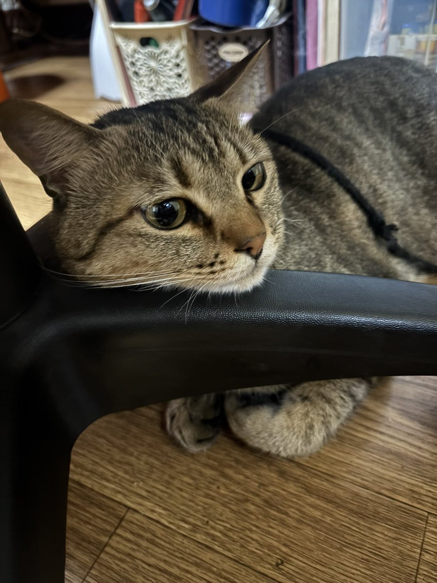 kowooobuild's tweet photo. この子はいつでも可愛く撮らせてくれるな🐈 https://t.co/g2FUm6lJ1l