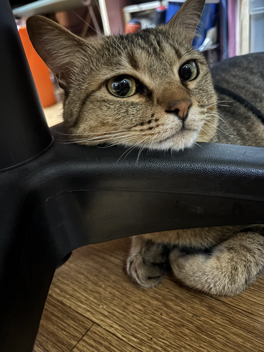 kowooobuild's tweet photo. この子はいつでも可愛く撮らせてくれるな🐈 https://t.co/g2FUm6lJ1l
