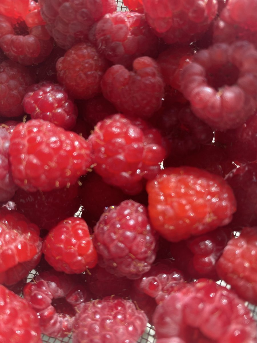HonestKeef's tweet photo. Had another good day including trip to allotment needs a lot of watering in this heat. Harvested first salad potatoes and good haul of raspberries. 🥔🥔🍓🍓🫐🫐 https://t.co/dyG0hXjR8u