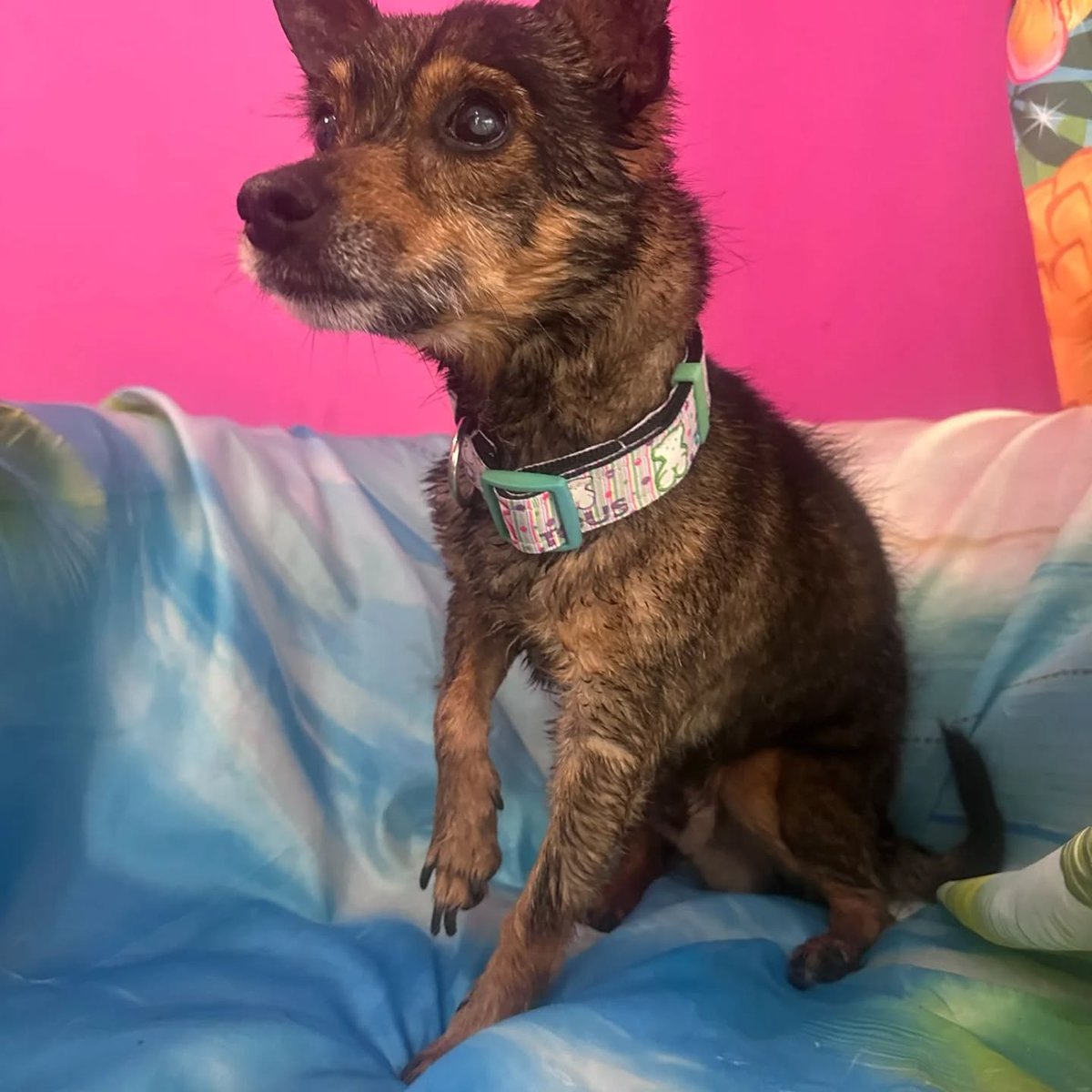 SosAbuelos1's tweet photo. #ALICANTE
#PUNKY es este abuelito #cieguito de 5 kg y 14 años que no tiene dientes

Lo que este canijillo necesita es una familia paciente, que le ofrezca seguridad, rutinas y toda la calma y ternura que merece.

Su adopción es coste 0

Contacto: solo WhatsApp 610 482 380 https://t.co/1t1yCm3kvE