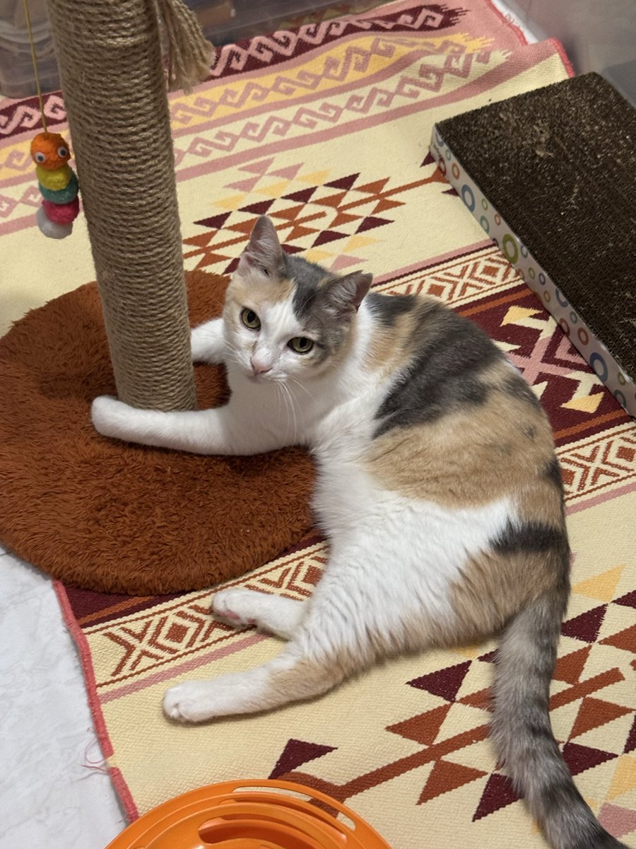 zhlnrl's tweet photo. Maya kapalı bir balkonda yaşıyor, çünkü fiv+ ve evdeki kedilerimizle yan yana gelemiyor. Sokağa salamıyoruz, çünkü dişsiz ve fiv+ bir kedinin sokakta yaşaması mümkün değil. Lütfen ilanına etkileşim verin ki şansı artsın.. https://t.co/LDnITCS7Ki