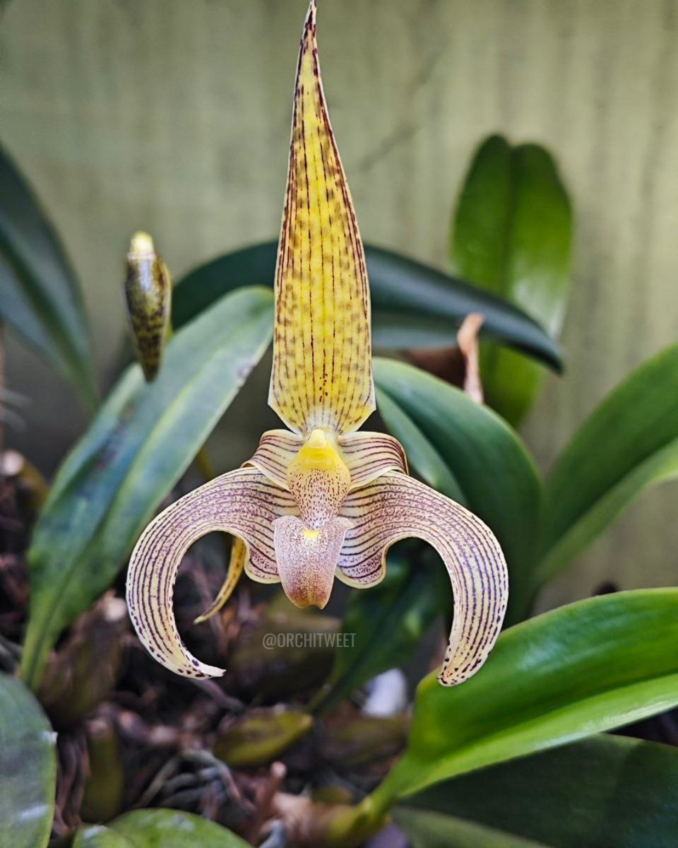 Orchitweet's tweet photo. #Bulbophyllum lobbii grown by our members Alessia Galli and Matteo Baldon.
#orchids from #noidellaSFO
#orchidee #orquídeas #orchideen #orchidées #rareflowers #orchidlovers https://t.co/fQ8x9EFDeQ