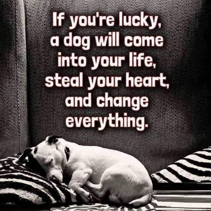 _XDogs's tweet photo. https://t.co/2oHFrWAeM2