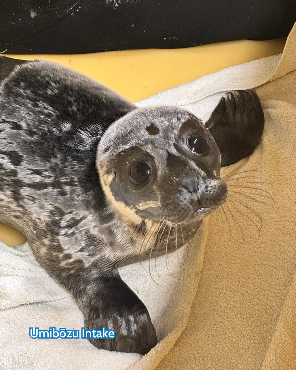 seal_rescue's tweet photo. Meet Umibōzu, a male common seal, who was found in Wexford Town, Co. Wexford, on the 22nd of June 2026.  You can help Umibōzu get a clean bill of health by adopting him today! Visit https://t.co/lhXEPdQkMw https://t.co/W8ModkJgeL