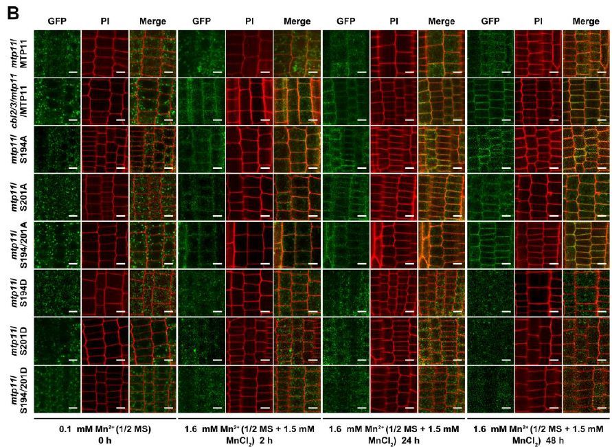 PlantPhys's tweet photo. Ca2+ sensor CBL2/3-CIPK3/9/26 phosphorylates MTP11 to modulate manganese efflux via degradation and Golgi retention (Dixiang Xie , Long Chen , Jingrong Li , Yaqi Gao , et al) https://t.co/OIQimG1DUh @ASPB #PlantSci https://t.co/5dpOf6gXJp