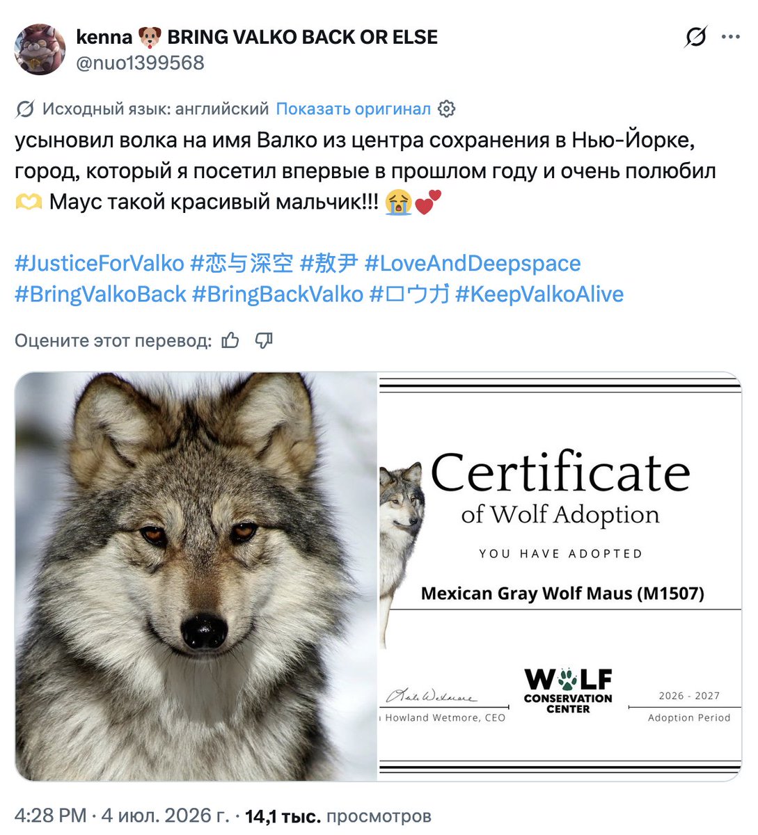 ogivus's tweet photo. Фанатки, которые требуют выпустить мальчика-волка Valko в Love and Deepspace, начали усыновлять реальных волков. Тренд распространился сразу на несколько стран:

> В России собрали 326 000₽ для волчьего приюта «Чертог» — для фанаток даже организовали отдельную ссылку. Они уже помогли закрыть половину кредита, который владельцы взяли на вольер 

> Подобный сбор запустили в Украине

> В США донатят на поддержку мексиканского серого волка, который находится на грани вымирания

> Также появляются отдельные сообщения из Швейцарии и других европейских стран