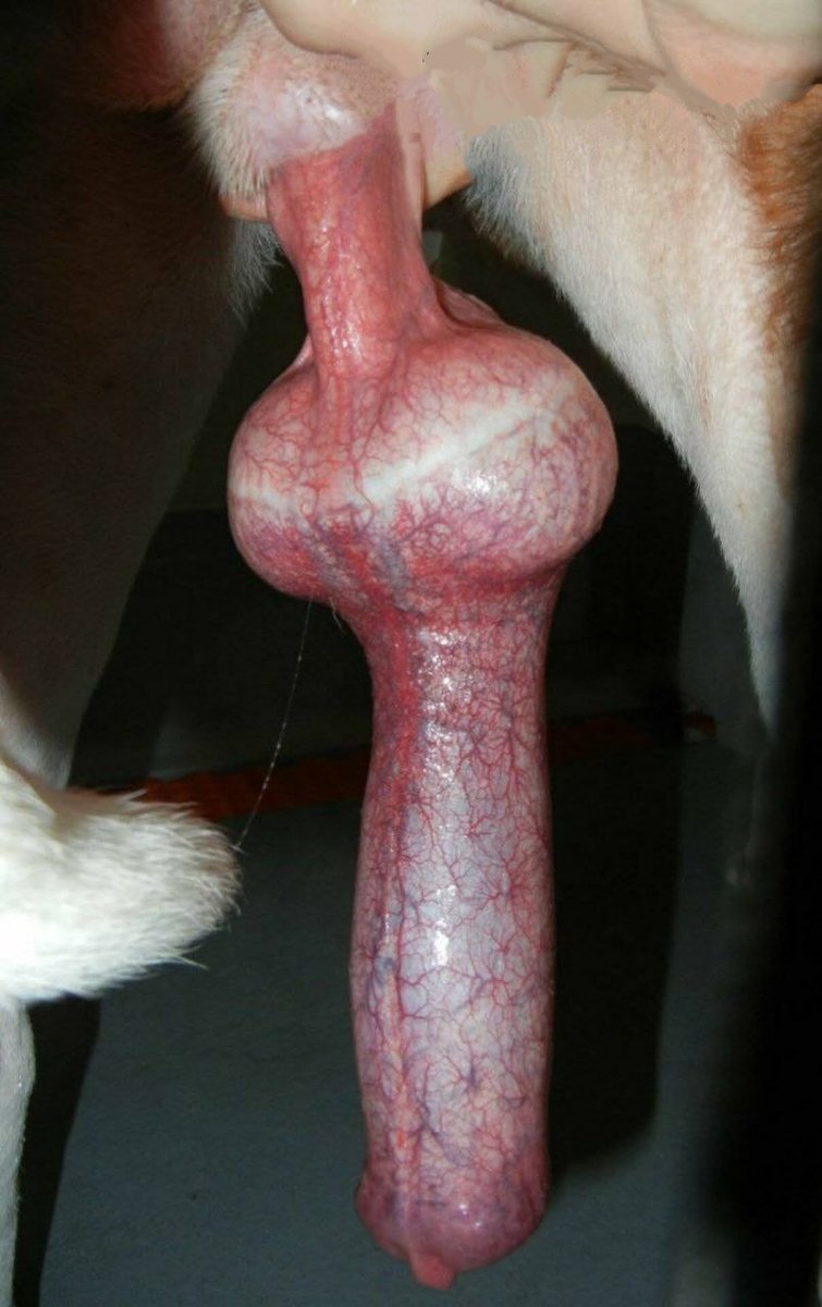 Jezebel8r0v's tweet photo. There's nothing better than seeing a loyal knots ready to go wild on a juicy Cunt. 💞🐶🤤🐾🏇
https://t.co/DRKYKMcs4C
#pawlove #zooporn #dogfucksgirl #doggocontents #paypig https://t.co/wokdXdEkSW