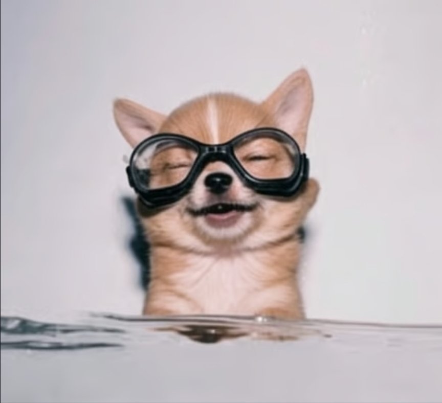 greg401jk's tweet photo. @vydamo_ dogwifgogs is exactly what @blknoiz06 should be hyping 

$dogs

ygzUc8ru2osoaugBjHixLefymveKk7MPpkZ24kVpump https://t.co/90JEVj2rmn