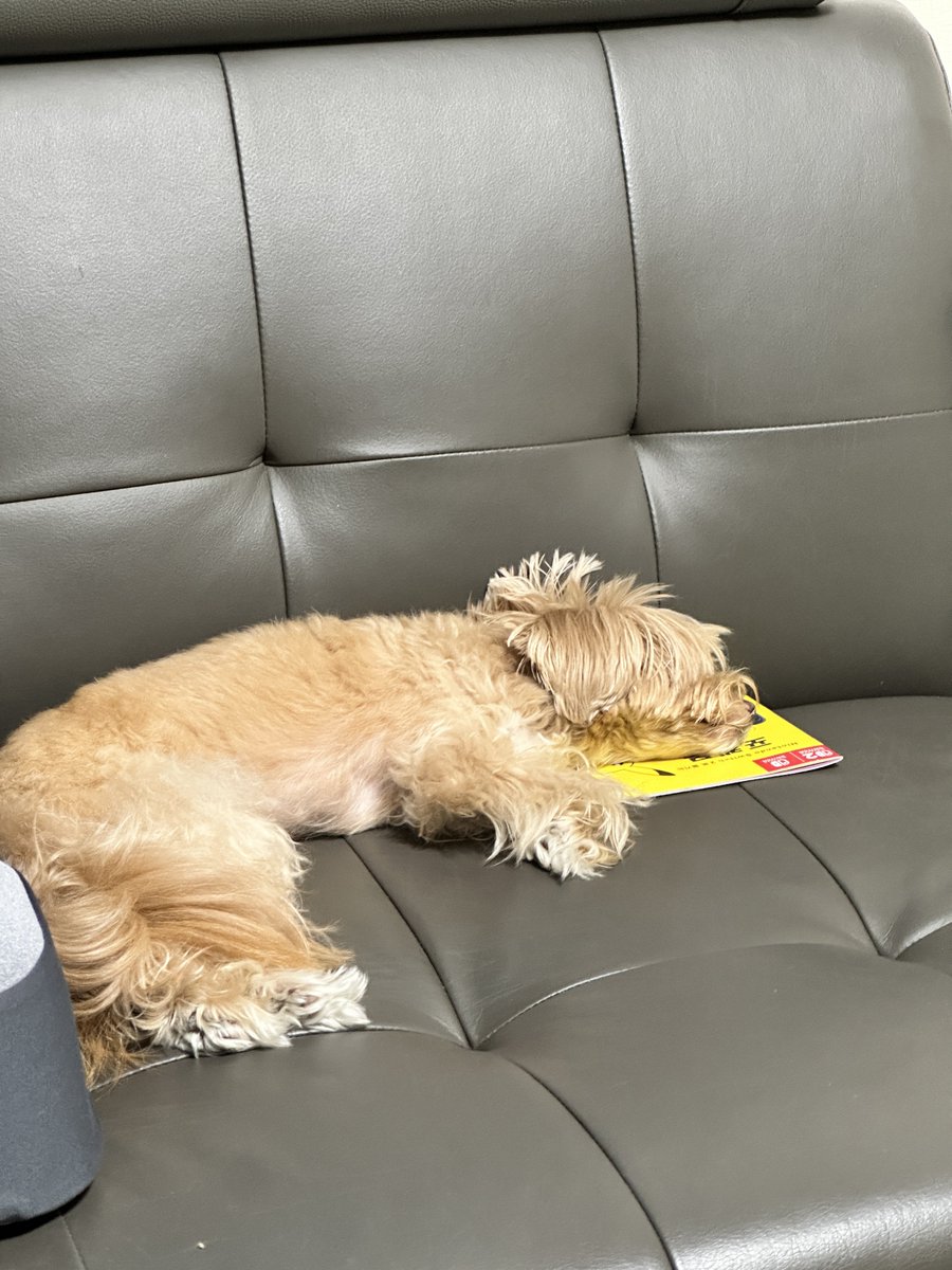 sunsollip's tweet photo. 강아지 포켓몬 책자를 베개로 씀 https://t.co/CdXyzynx6g