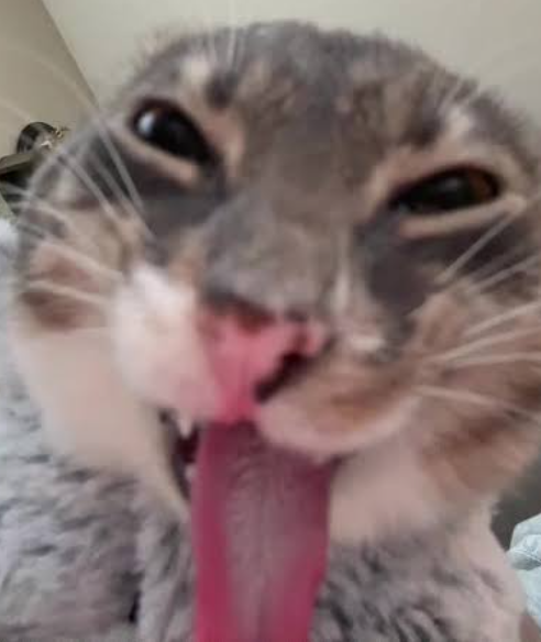 Marsh_da_cat's tweet photo. What's with furries and IT???? 

On that subject I'm typing this while in a teams meeting for my remote IT job :3

#furry #IT #furries #awesomeepicgaynerd https://t.co/AyR0HYwYAK