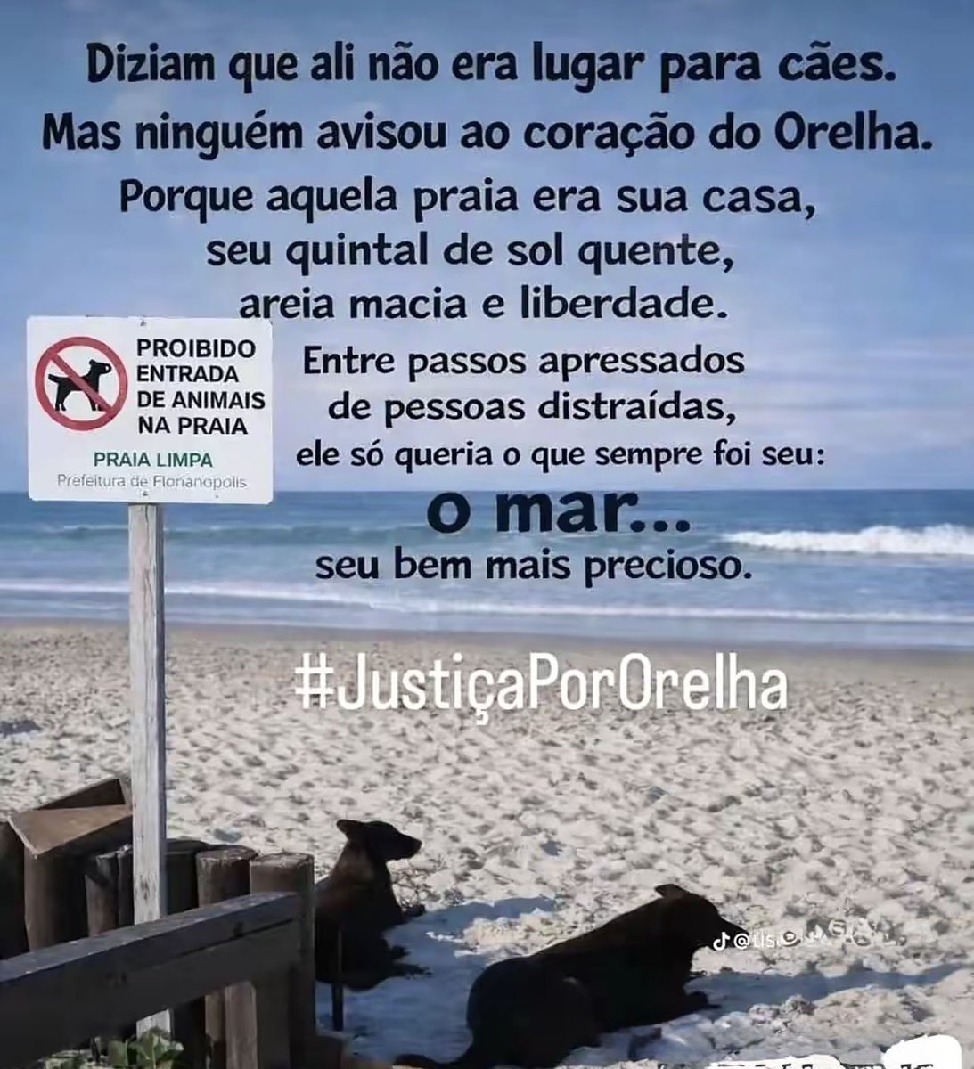 MarcoValverde72's tweet photo. Orelha não invadia a praia. A praia era o lar dele. Quem ama os animais entende que eles também pertencem à natureza. Justiça por Orelha. 🐾💙 #JustiçaPorOrelha https://t.co/ENICYjiYgi