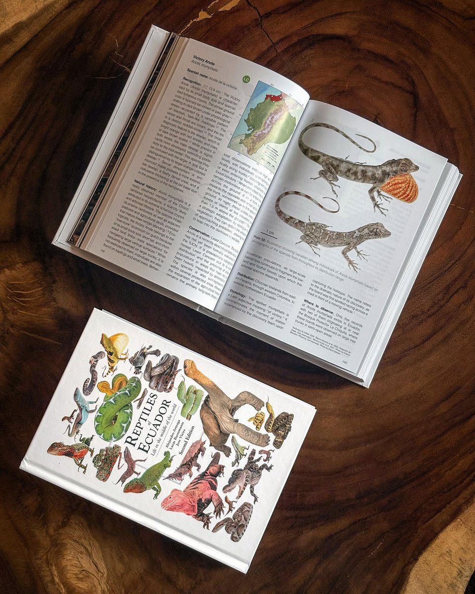 alearteagath's tweet photo. FABULOUS NEWS!

The 2nd Edition of the #ReptilesofEcuador Book has been published.

The entirely new cover includes several famous animals, like Lonesome George and the Pink Iguana.

We are honored to reveal that the foreword is by the most prolific herpetologist alive. Can you guess who?

Although the first edition was published in 2024, much has transpired in these two short years.

The first edition provided a catalogue of 493 species.

Now, the list has expanded to 502 species!

This includes three new country records, but we will not spoil the surprise.

Some recently-described species have also been included, such as the Yasuní Floodplain Skink and the Slevin’s Lava-Lizard.

This edition includes new illustrations by the master Valentina Nieto, and dozens of new photos and map and text updates.

Nevertheless, not all are additions. Some species have been synonymized. Can you guess which ones?

This edition also incorporates a much anticipated, revealing, momentous even, addendum.

The hardcover version of this second edition is immediately available. However, the PDF version will be made available a few weeks later.

If you want to support this project, claim your copy at 👉 https://t.co/oyobWA6rBk or reach out to the authors.