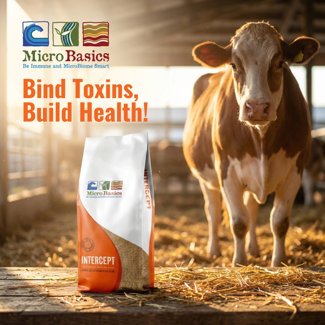 MicroBasics's tweet photo. Toxins don’t just impact performance—they can challenge gut health, immune function, feed efficiency, and overall animal well-being. Intercept FEND helps bind unwanted toxins while supporting the immune system and gastrointestinal tract. https://t.co/XGv9iTnkZN