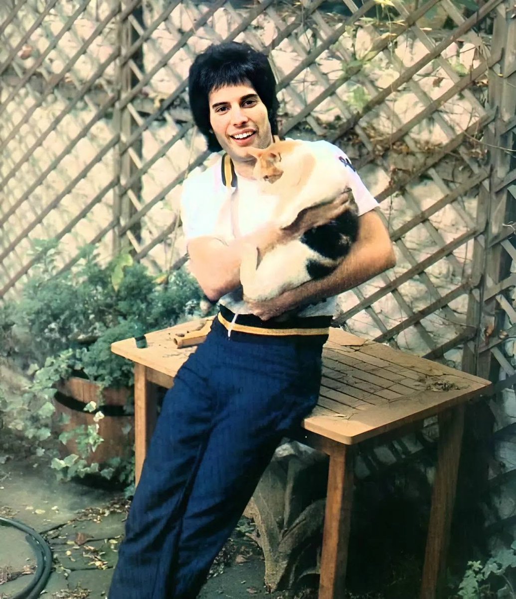 aqueenofmagic's tweet photo. Song meaning 'Delilah (Queen song)' by Freddie Mercury

"Delilah" is a song by Queen written by Freddie Mercury, appearing on their 1991 album "Innuendo." It's known for its whimsical and playful tone, but its lyrics are somewhat unconventional as they are about Mercury's fondness for his beloved cat, also named Delilah.

The song portrays Delilah as a mischievous and lovable companion in Mercury's life. He affectionately describes her antics and personality traits, using playful and somewhat exaggerated language typical of Mercury's flamboyant style. Despite being a song ostensibly about a cat, Mercury imbues it with his trademark theatricality and passion, singing about how much he adores Delilah and how she brightens his days.

Some interpret the song as a metaphor for a romantic relationship, with Delilah representing someone cherished and adored. However, it's important to note that the song's lyrics directly reference Mercury's cat, making it a unique and heartfelt tribute to his pet.

Overall, "Delilah" stands out not only for its catchy melody and upbeat rhythm but also for its endearing portrayal of the bond between Freddie Mercury and his beloved cat, offering a glimpse into the personal life and emotions of the iconic singer-songwriter.

#FreddieMercury #Queen